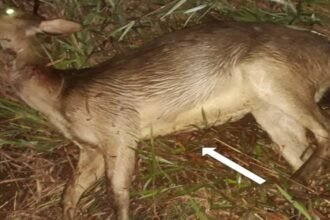 Rusa timor atau cervus timorensis salah satu satwa dilindungi di Indonesia mati kena tembak oleh oknum di Desa Seith Pulau Buru.
