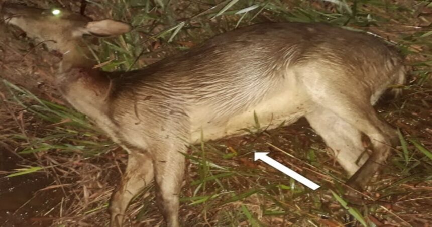 Rusa timor atau cervus timorensis salah satu satwa dilindungi di Indonesia mati kena tembak oleh oknum di Desa Seith Pulau Buru.