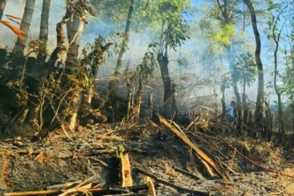 Kondisi hutan pinus paska kebakaran beberapa waktu lalu di Tinggimoncong, Malino Kabupaten Gowa.