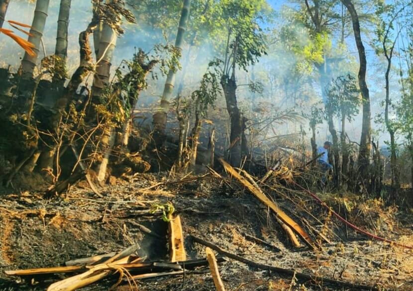 Kondisi hutan pinus paska kebakaran beberapa waktu lalu di Tinggimoncong, Malino Kabupaten Gowa.