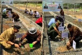 Berjuta bibit pisang cavendish di experimental farm Fakultas Pertanian Kampus Tamalanrea Universitas Hasanuddin, Kota Makassar, Kamis (16/11/2023).