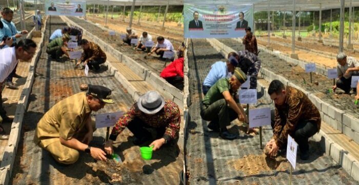 Berjuta bibit pisang cavendish di experimental farm Fakultas Pertanian Kampus Tamalanrea Universitas Hasanuddin, Kota Makassar, Kamis (16/11/2023).