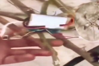 Sentuhan kreatif: Drone dari dahan pohon. (screenshot kolase video @HasnatPakistani)