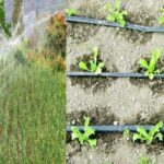 Penggunaan irigasi tetes, sebuah teknologi yang dapat membantu petani meningkatkan hasil panen mereka sambil menghemat air.