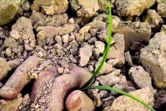 Biji kurma tumbuh mekar dalam genggaman tangan Sang Syuhada'. (Sumber: IG Dr. Ahmad Moghrabi/palestinepost/HO)