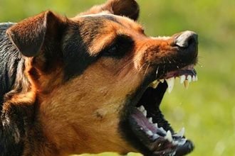 Ilustrasi anjing liar di Teheran. (tasnimnews/ho)