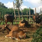 RPH Kota Makassar telah menyiapkan 1.000 ekor sapi untuk Idul Adha 1445 Hijriah/2024.