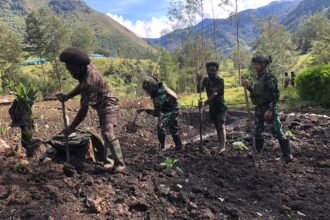 Satgas Mobile Yonif 323/BP TK Mayuberi mengadakan kegiatan bercocok tanam bersama masyarakat di Kampung Amugi, Distrik Ilaga Utara, Kabupaten Puncak, Papua, pada Jumat (21/6/2024).