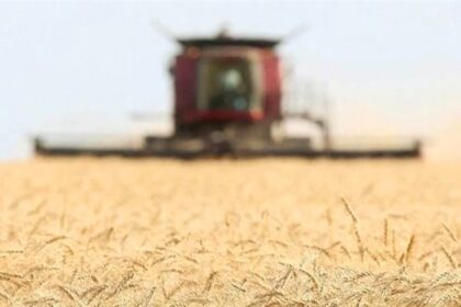 Jaminan pembelian gandum mencapai 3,7 juta ton, Khuzestan dapat jatah terbesar, (9/6/2024). (tasnimnews/ho)