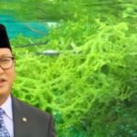 Menteri investasi dorong hilirisasi rumput laut. (dok. mediapesan)