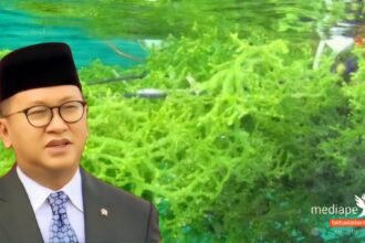 Menteri investasi dorong hilirisasi rumput laut. (dok. mediapesan)