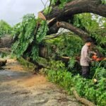 Jalan Tertutup Pohon Tumbang di Jalan Poros Kelurahan Bontonompo-Desa Bontobiraeng Selatan, Gowa, Minggu (9/2/2025). 