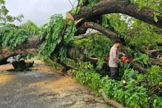Jalan Tertutup Pohon Tumbang di Jalan Poros Kelurahan Bontonompo-Desa Bontobiraeng Selatan, Gowa, Minggu (9/2/2025). 