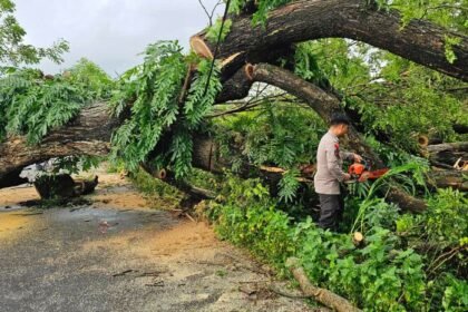 Jalan Tertutup Pohon Tumbang di Jalan Poros Kelurahan Bontonompo-Desa Bontobiraeng Selatan, Gowa, Minggu (9/2/2025). 