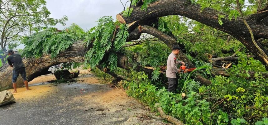 Jalan Tertutup Pohon Tumbang di Jalan Poros Kelurahan Bontonompo-Desa Bontobiraeng Selatan, Gowa, Minggu (9/2/2025). 