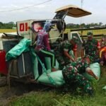 Babinsa Sragen bantu petani panen padi menggunakan mesin modern di bulan Februari 2025. (Foto: Koramil 02/Karangmalang Kodim 0725/Sragen/Agus/HO)