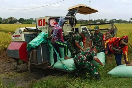 Babinsa Sragen bantu petani panen padi menggunakan mesin modern di bulan Februari 2025. (Foto: Koramil 02/Karangmalang Kodim 0725/Sragen/Agus/HO)