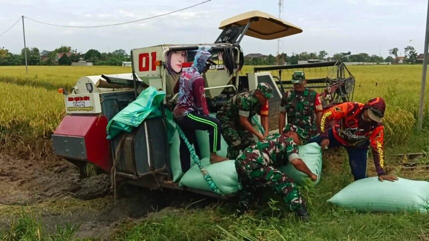 Babinsa Sragen bantu petani panen padi menggunakan mesin modern di bulan Februari 2025. (Foto: Koramil 02/Karangmalang Kodim 0725/Sragen/Agus/HO)