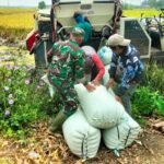 Babinsa Nogosari bantu Bulog serap gabah petani di Desa Jeron, (25/3/2025). (ak/ho)