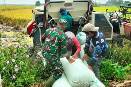 Babinsa Nogosari bantu Bulog serap gabah petani di Desa Jeron, (25/3/2025). (ak/ho)