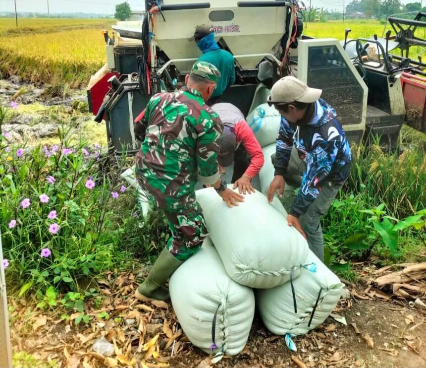 Babinsa Nogosari bantu Bulog serap gabah petani di Desa Jeron, (25/3/2025). (ak/ho)