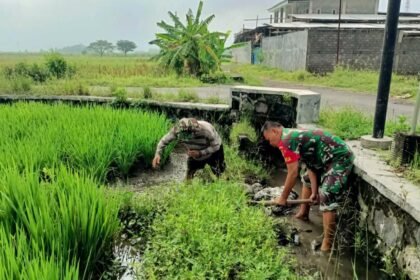 Babinsa Koramil 09/Sawit bantu petani bersihkan gulma di sawah, (26/3/2025). (ak/ho)