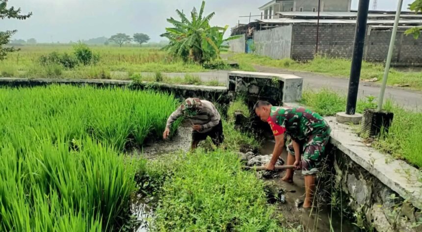 Babinsa Koramil 09/Sawit bantu petani bersihkan gulma di sawah, (26/3/2025). (ak/ho)