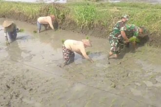 Babinsa Sragen bantu petani tanam padi. (Foto: Koramil 15/Gemolong)