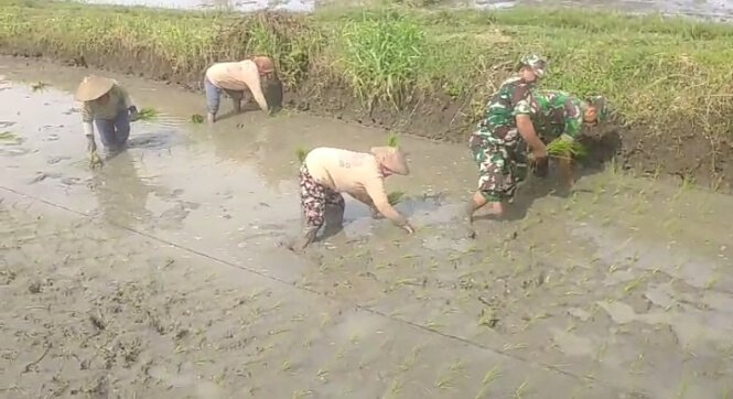 Babinsa Sragen bantu petani tanam padi. (Foto: Koramil 15/Gemolong)