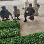 Babinsa Koramil Cepogo jalin komunikasi dengan petani di Boyolali dalam memdukung program ketahanan pangan, (12/4/2025).