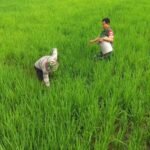 Pemupukan padi di Desa Manjung Boyolali, (16/4/2025).