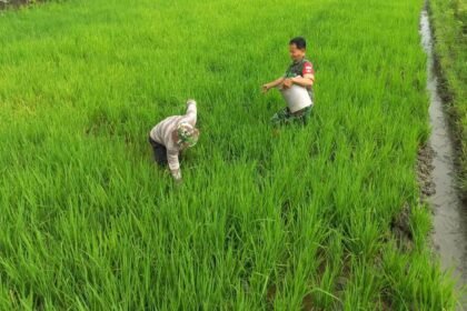Pemupukan padi di Desa Manjung Boyolali, (16/4/2025).