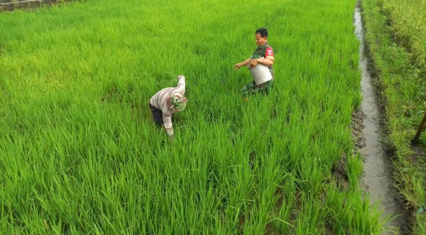 Pemupukan padi di Desa Manjung Boyolali, (16/4/2025).