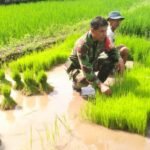 Babinsa Boyolali bantu petani persiapkan tanam padi serentak di area persawahan Desa Kopen, Kecamatan Teras, Kabupaten Boyolali, pada Minggu (20/4/2025). 