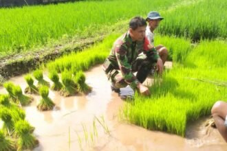 Babinsa Boyolali bantu petani persiapkan tanam padi serentak di area persawahan Desa Kopen, Kecamatan Teras, Kabupaten Boyolali, pada Minggu (20/4/2025). 