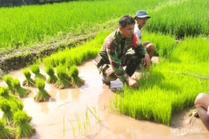 Babinsa Boyolali bantu petani persiapkan tanam padi serentak di area persawahan Desa Kopen, Kecamatan Teras, Kabupaten Boyolali, pada Minggu (20/4/2025). 