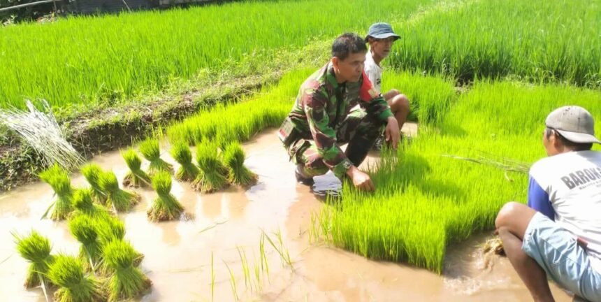 Babinsa Boyolali bantu petani persiapkan tanam padi serentak di area persawahan Desa Kopen, Kecamatan Teras, Kabupaten Boyolali, pada Minggu (20/4/2025). 