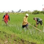 Bersih-bersihkan gulma untuk tingkatkan produktivitas padi di wilayah Kecamatan Karangmalang, Kabupaten Sragen, (21/4/2025).