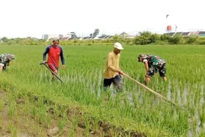 Bersih-bersihkan gulma untuk tingkatkan produktivitas padi di wilayah Kecamatan Karangmalang, Kabupaten Sragen, (21/4/2025).