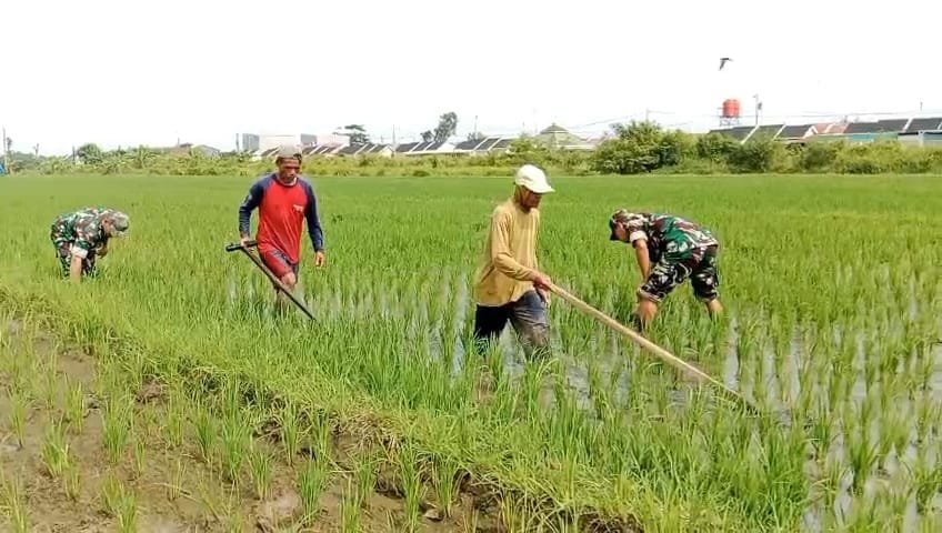 Bersih-bersihkan gulma untuk tingkatkan produktivitas padi di wilayah Kecamatan Karangmalang, Kabupaten Sragen, (21/4/2025).