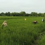 Kolaborasi babinsa bersama petani antisipasi serangan hama padi di Kabupaten Sragen, Jawa Tengah, (22/4/2025).
