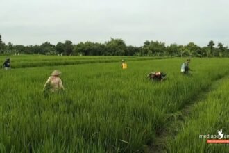 Kolaborasi babinsa bersama petani antisipasi serangan hama padi di Kabupaten Sragen, Jawa Tengah, (22/4/2025).