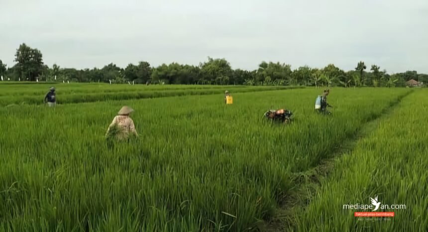 Kolaborasi babinsa bersama petani antisipasi serangan hama padi di Kabupaten Sragen, Jawa Tengah, (22/4/2025).