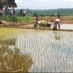 Swasembada Pangan Nasional di 14 provinsi, (24/4/2025).