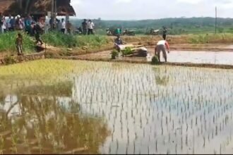 Swasembada Pangan Nasional di 14 provinsi, (24/4/2025).
