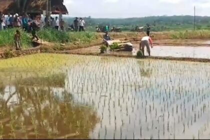 Swasembada Pangan Nasional di 14 provinsi, (24/4/2025).