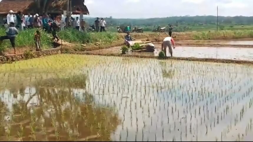Swasembada Pangan Nasional di 14 provinsi, (24/4/2025).