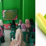 Inovasi jagung di Boyolali, Mei 2025.