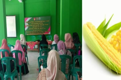 Inovasi jagung di Boyolali, Mei 2025.