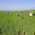 Personel TNI Bantu Petani proses pemupukan di Sragen, (2/5/2025). (Koramil 12/Gesi Kodim 0725/Sragen/ho)